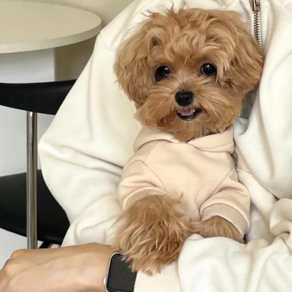 Autumn and Winter Pet Sweatshirts